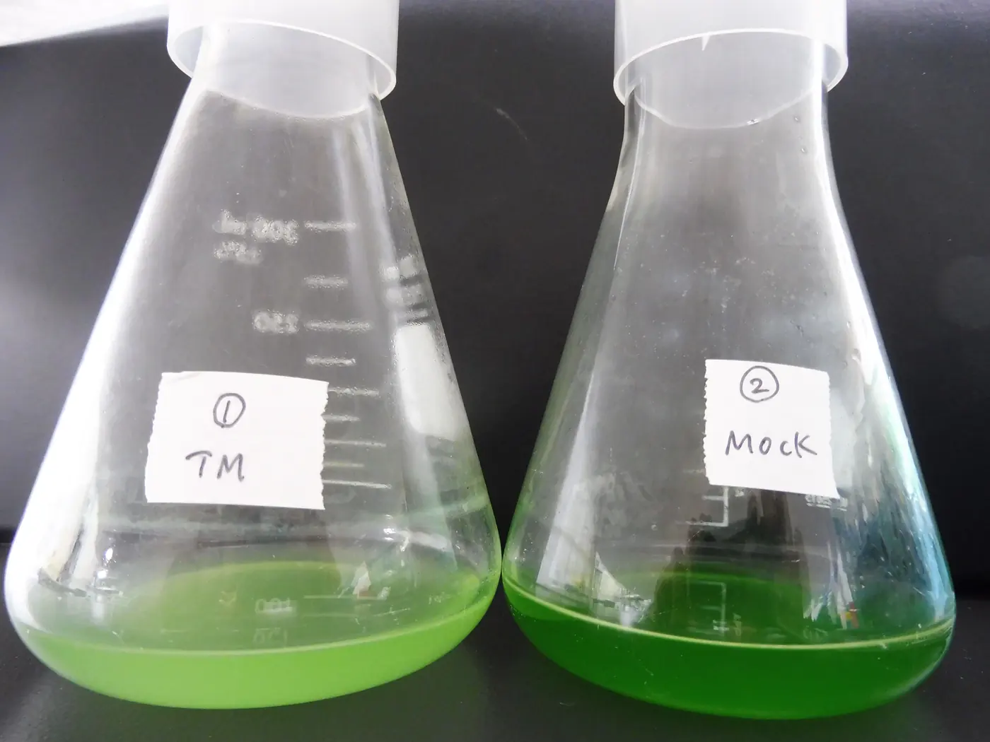 C. merolae cultures with (TM) or without (Mock) tunicamycin