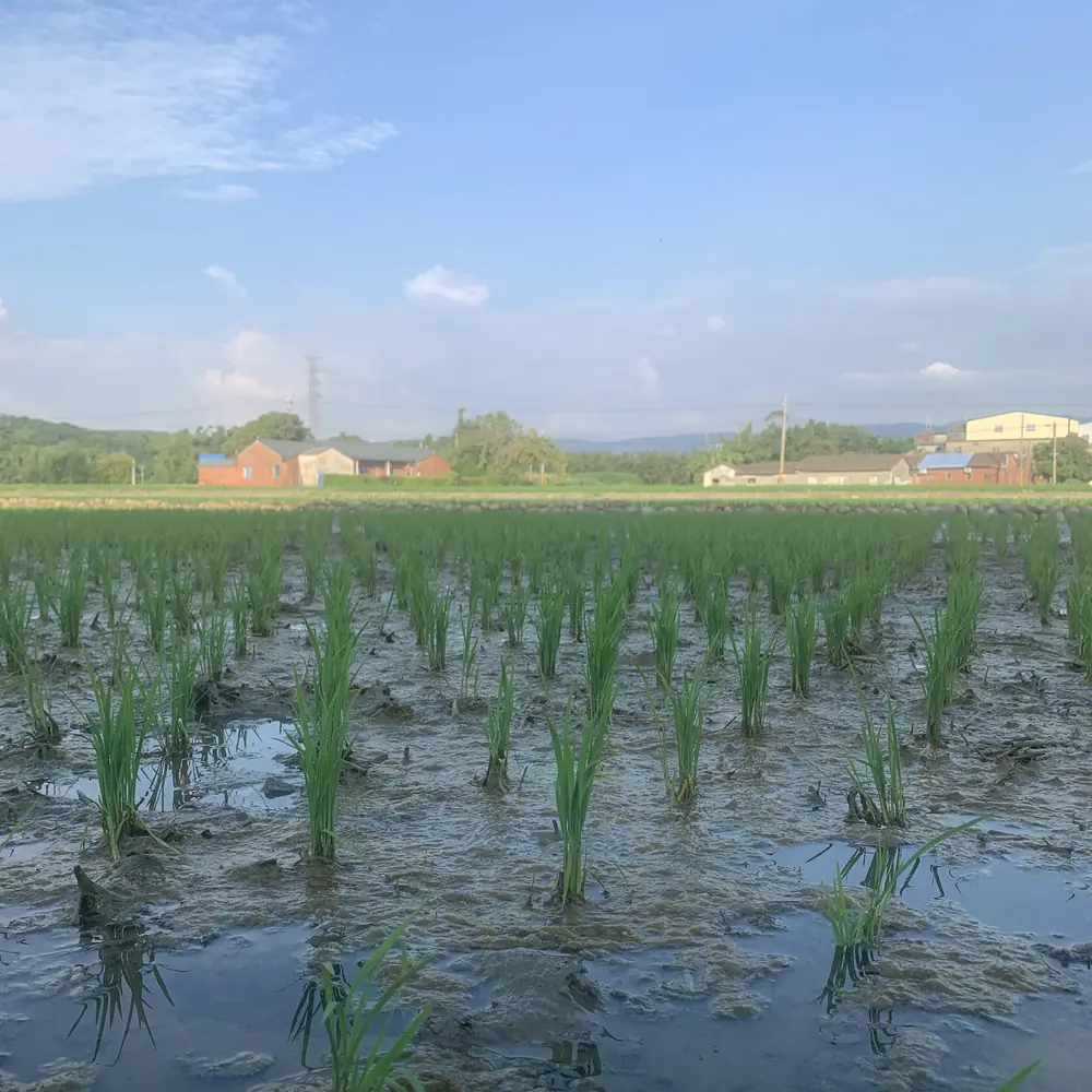 Rice paddy in the field