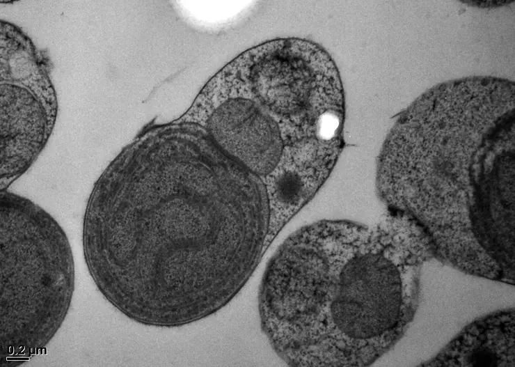 C. merolae, transmission electron microscopy