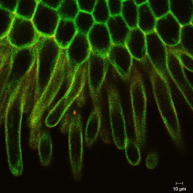 Arabidopsis pistil tip · 10 µm