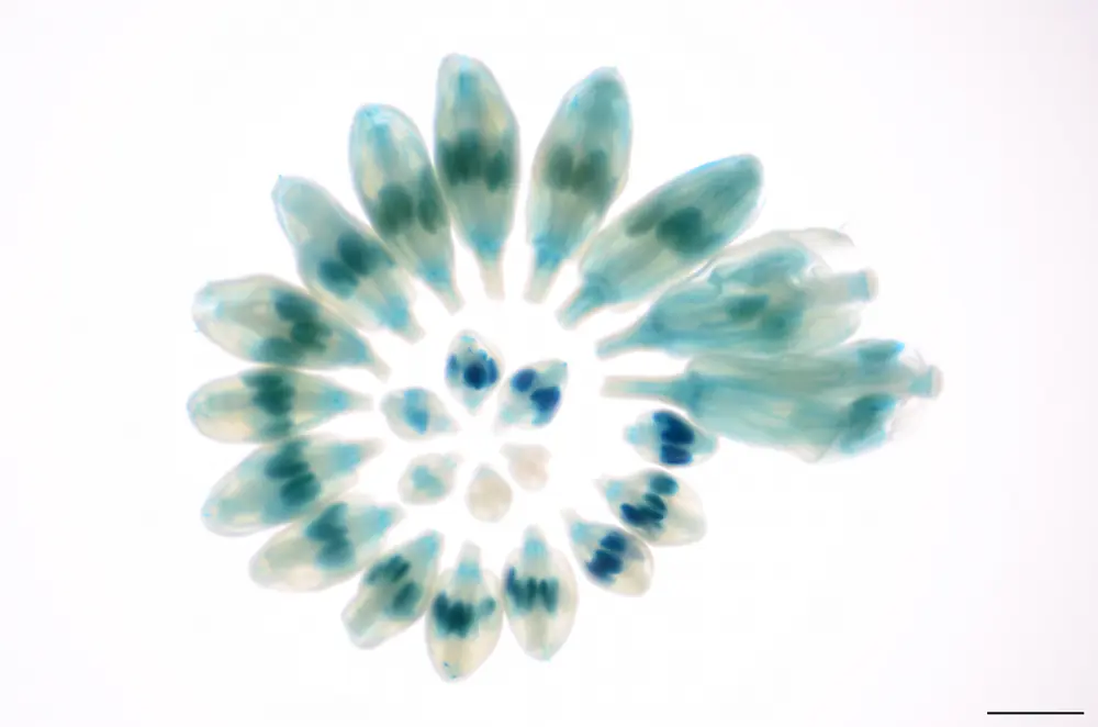 DOK1–GUS during Arabidopsis floral development