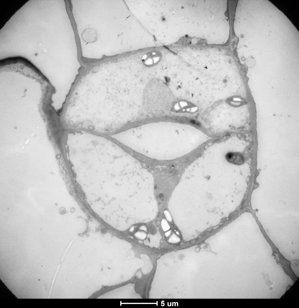 Arabidopsis guard cells · 5 µm
