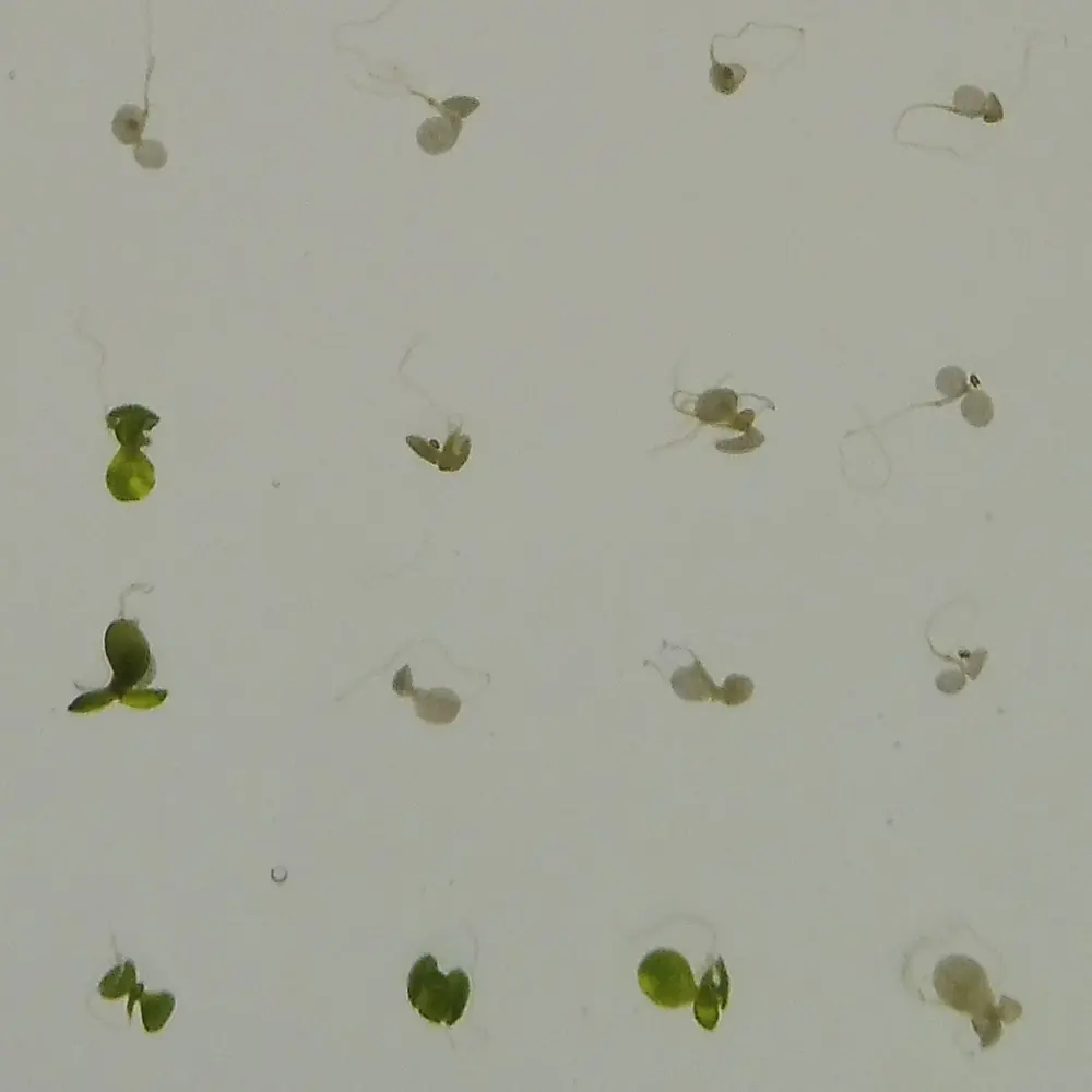 Young Arabidopsis seedlings under severe salt stress