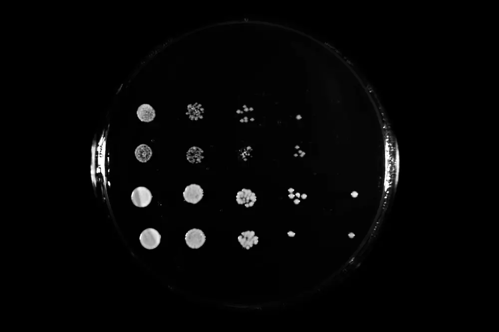Heterologous complementation in budding yeast
