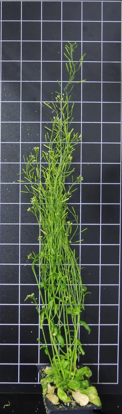 Mature Arabidopsis shoots