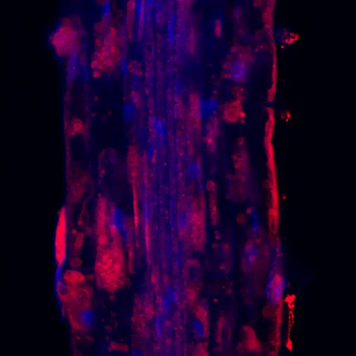 Aggregated-protein reporter in Arabidopsis root