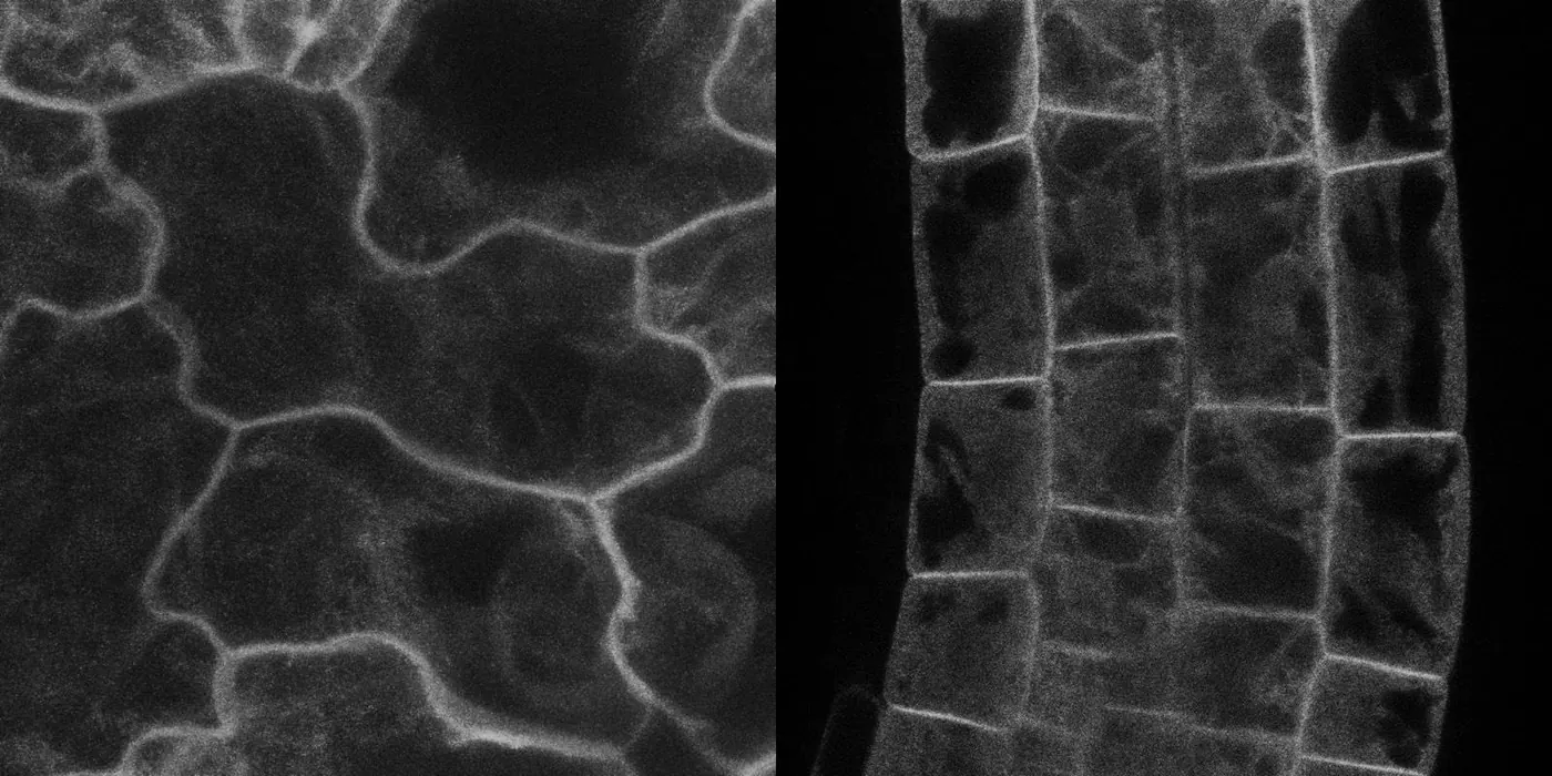 Arabidopsis seedling: epidermal pavement cells (left) and root transition zone (right)